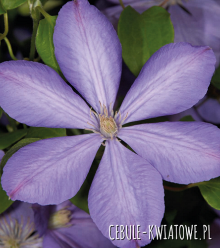 Powojnik Wielkokwiatowy - Clematis Mrs Cholmondeley - doniczka 1 szt.