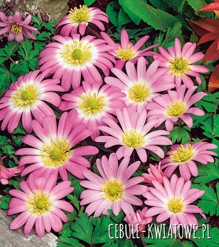 Anemon Grecki - Zawilec Blanda Pink Star 10 szt.