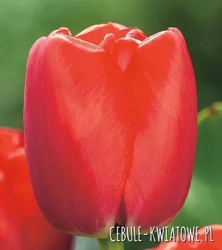 Tulipan Darwina Red Pride 5 szt.