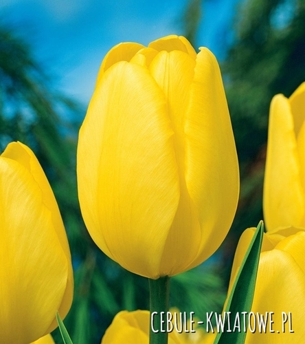 Tulipan Darwina Novi Sun 5 szt.
