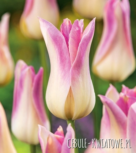 Tulipan Liliokształtny Elegant Lady 5 szt.