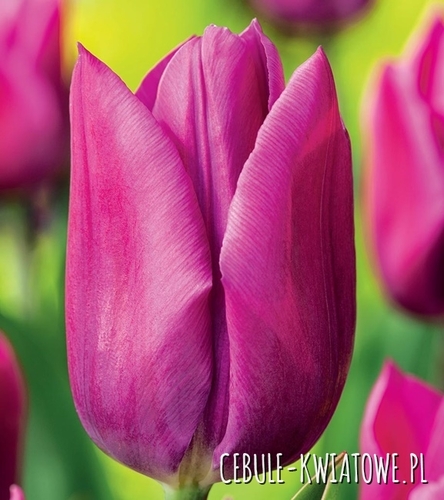 Tulipan Triumph Lilac Cup 5 szt.