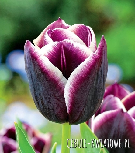 Tulipan Triumph Jackpot 5 szt.