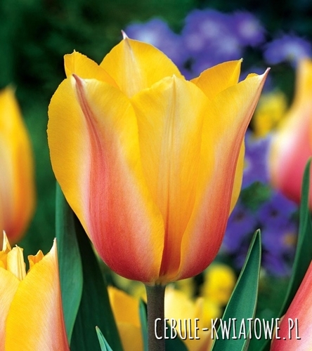 Tulipan Triumph Blushing Lady 5 szt.