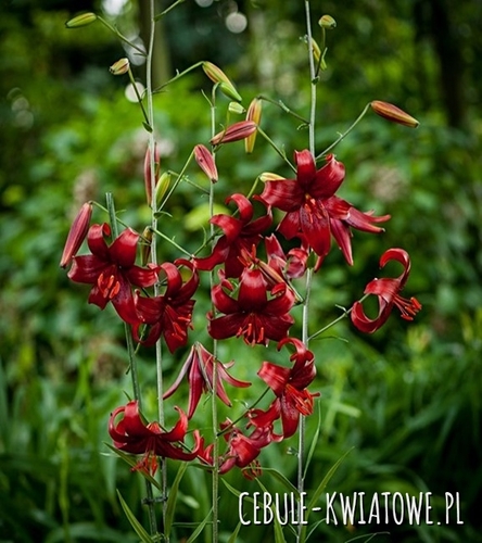 Lilia Tygrysia Red Velvet 1 szt.