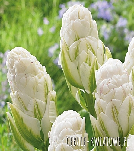 Tulipan Lodowy Whipped Cream 5 szt.