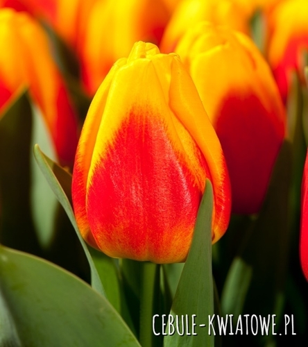 Tulipan Darwina Ice Lolly 5 szt.
