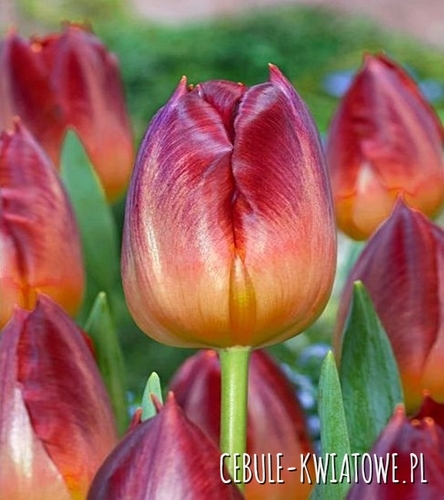 Tulipan Triumph Amberglow 5 szt.
