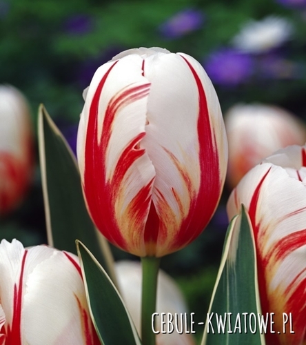 Tulipan Triumph Carnaval De Rio 5 szt.
