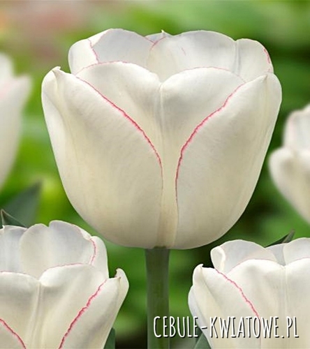 Tulipan Triumph Diamond Jubilee 5 szt.
