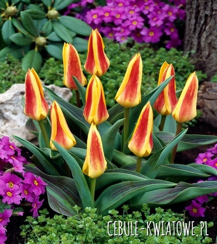 Tulipan Niski Kaufmana Giuseppe Verdi 5 szt.