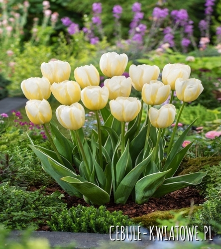 Tulipan Triumph Happy People 5 szt.