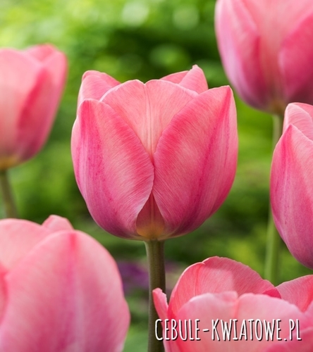 Tulipan Darwina Mystic Van Eijk 5 szt.