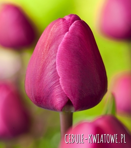 Tulipan Triumph Negrita 5 szt.