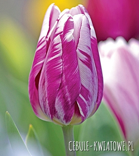 Tulipan Triumph Striped Flag 5 szt.