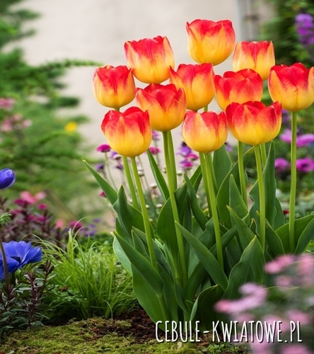 Tulipan Triumph Suncatcher 5 szt.