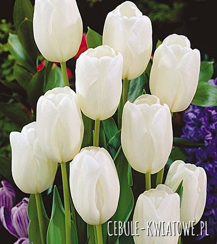 Tulipan Triumph White Flag 5 szt.
