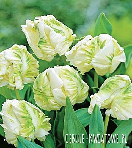 Tulipan Papuzi White Rebel 5 szt.