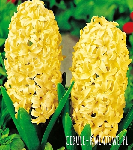 Hiacynt Żółty 1 kg