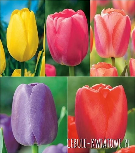 Zestaw Tulipan Darwina 3