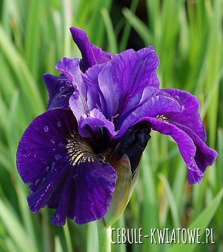 Irys Syberyjski Ruffled Velvet 1 szt.