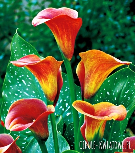 Zantedeschia Kalla Mango 1 szt.