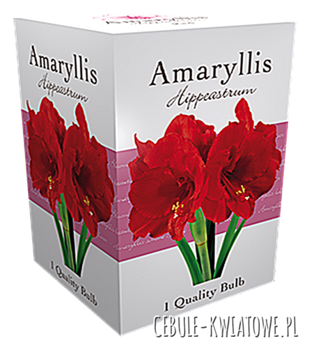 Hippeastrum - Amarylis Red w kartoniku 1 szt.