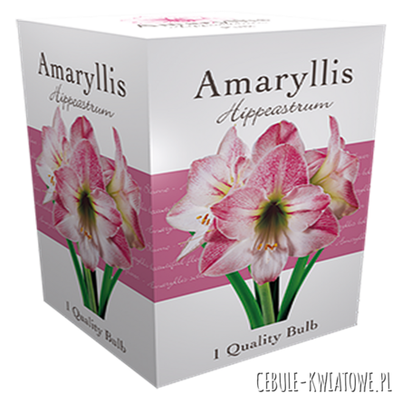 Hippeastrum - Amarylis Pink w kartoniku 1 szt.
