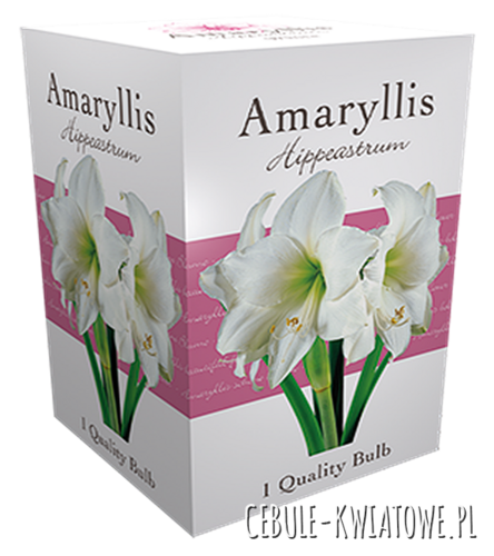 Hippeastrum - Amarylis White w kartoniku 1 szt.