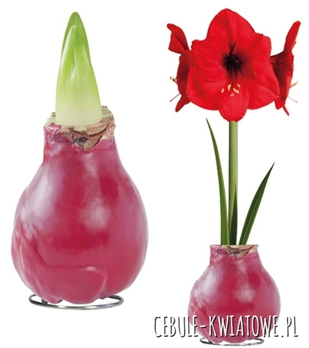Hippeastrum - Amarylis Woskowany Bordowy - czerwony kwiat 1 szt.