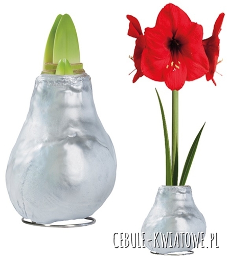 Hippeastrum - Amarylis Woskowany Srebrny - czerwony kwiat 1 szt.
