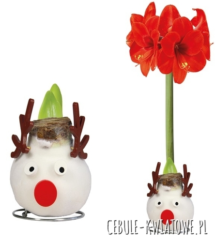 Hippeastrum - Amarylis Woskowany Renifer - czerwony kwiat 1 szt