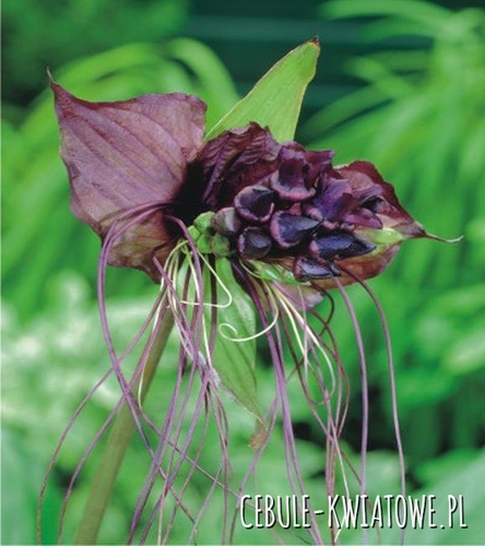 Tacca Chantieri - Kwiat Nietoperz 1 szt.