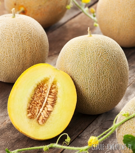Melon Ananas