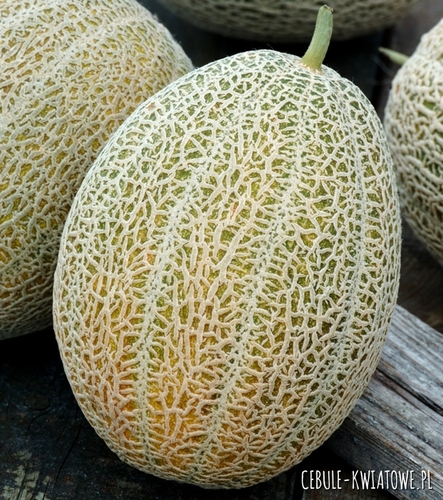 Melon Hale's Best Jumbo