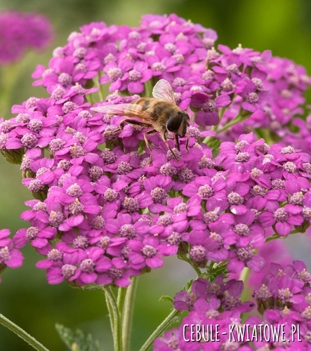 Achillea - Krwawnik Lilac Beauty 1 szt.