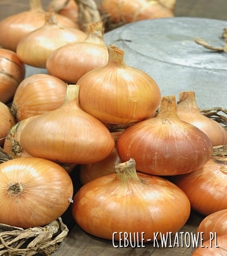 Cebula Cymes - najlepsza na dymkę