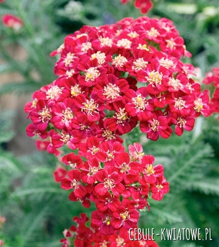 Achillea - Krwawnik Red Velvet 1 szt.