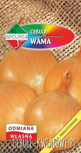 Cebula Wama - średniowczesna