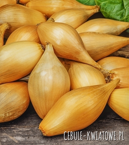 Cebula Soplica - średniopóźna, wydłużona