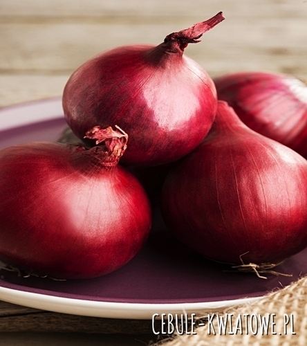Cebula Scarlet - czerwona, średniopóźna, bardzo plenna