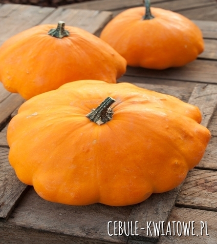 Dynia / Patison Orange - pomarańczowy