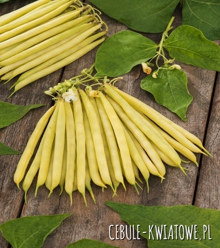 Fasola zwykła karłowa Laurina - śr., wczesna, długość strąka ok. 11-13 cm