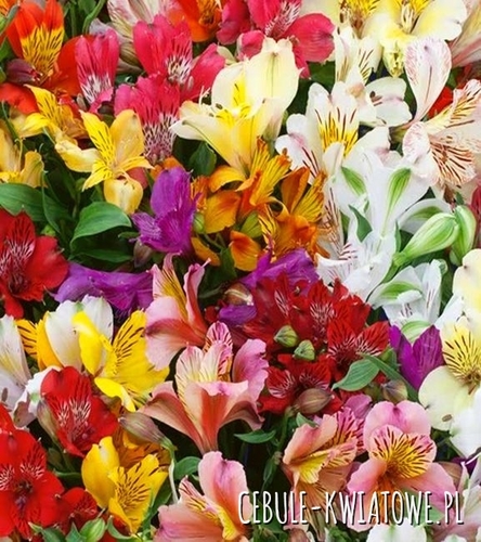 Alstroemeria Lightu 1 szt.