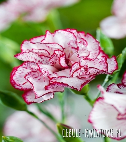 Goździk Ogrodowy Raspberry Ripple
