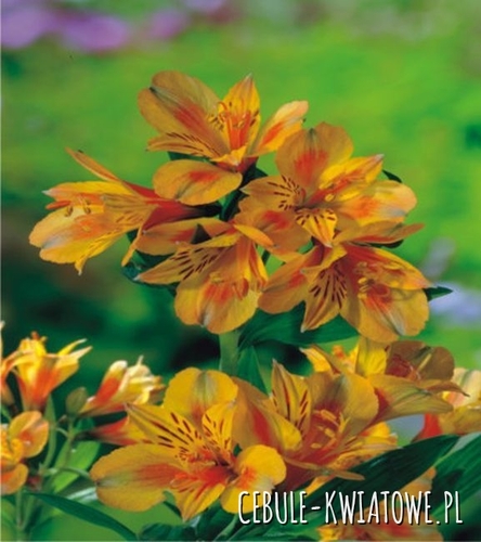 Alstroemeria Yellow Princess 1 szt.