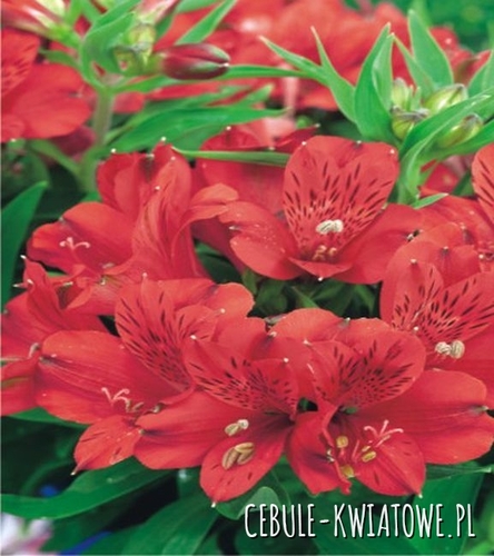 Alstroemeria Red 1 szt.