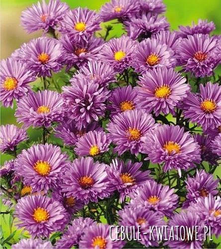 Aster Patricia Ballard 1 szt.
