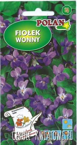 Fiołek Wonny Fioletowy