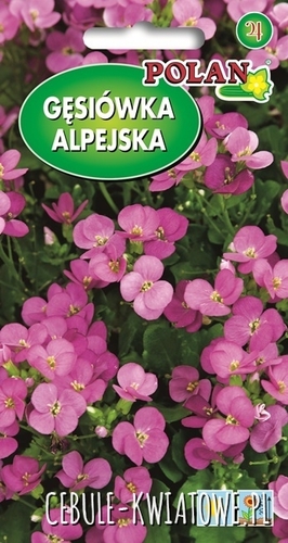 Gęsiówka Alpejska Różowa